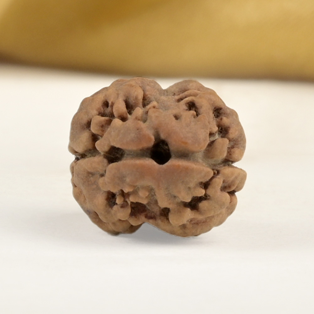 Rare 2 Mukhi from Nepal - CCXVII