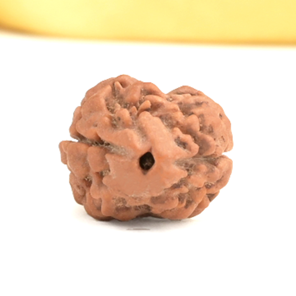 Rare 2 Mukhi from Nepal - CCXVIII