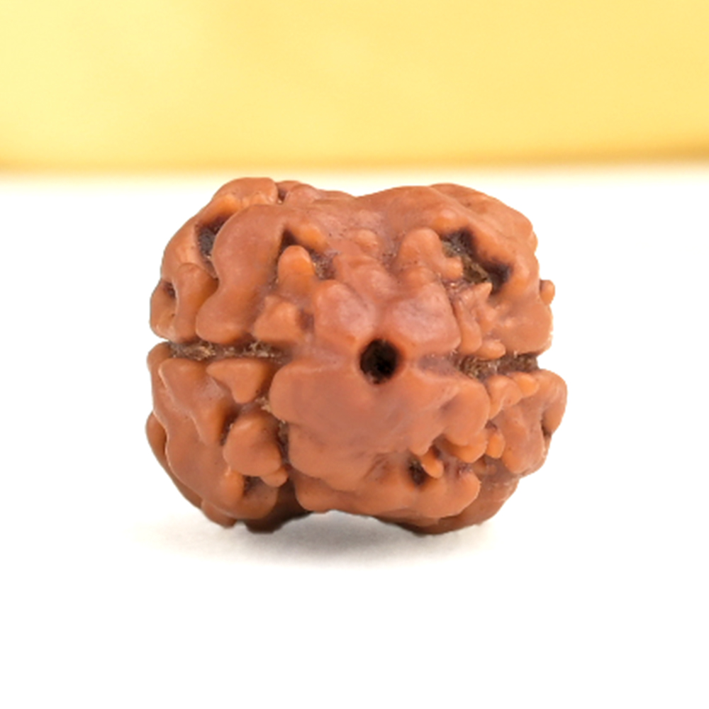 Rare 2 Mukhi from Nepal - CCXIX