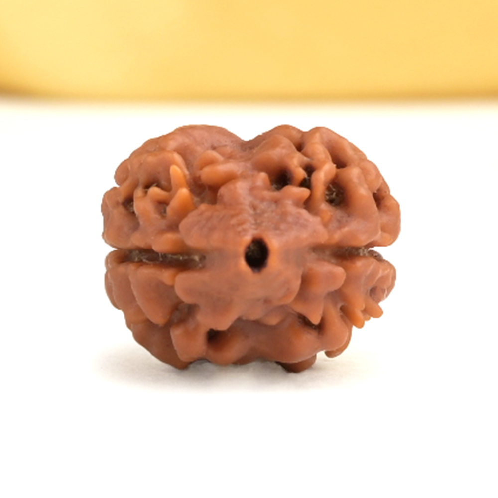 Rare 2 Mukhi from Nepal - CCXX