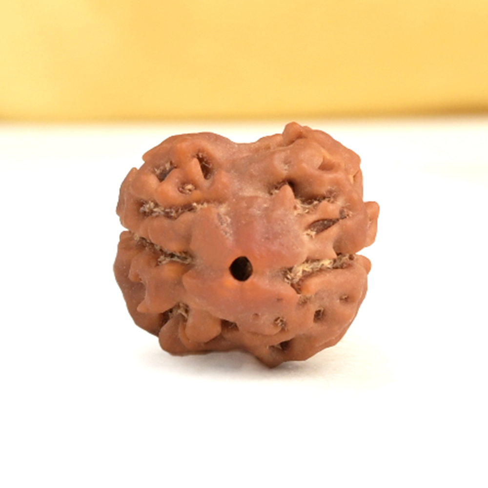 Rare 2 Mukhi from Nepal - CCXXI