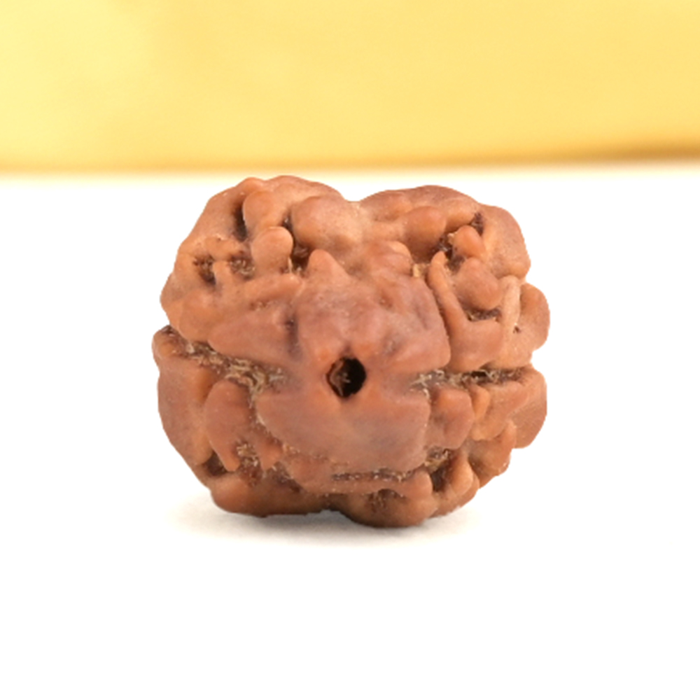 Rare 2 Mukhi from Nepal - CCXXII