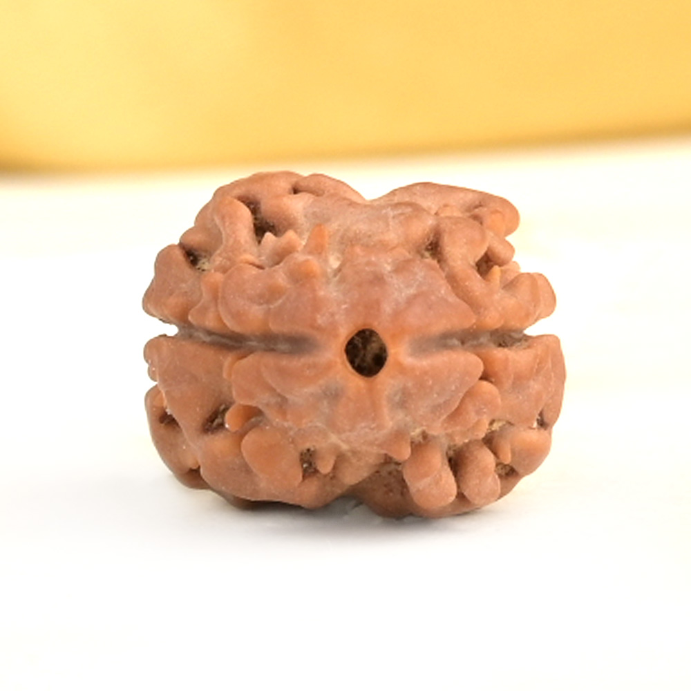 Rare 2 Mukhi Nepali Large - CXXVII