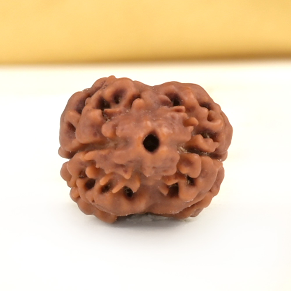 Rare 2 Mukhi Nepali Large - CXXVIII