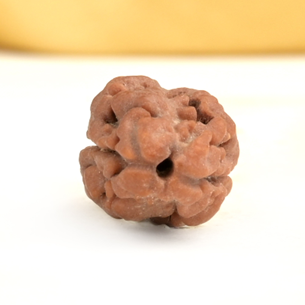 Rare 2 Mukhi Nepali Large - CXXIX