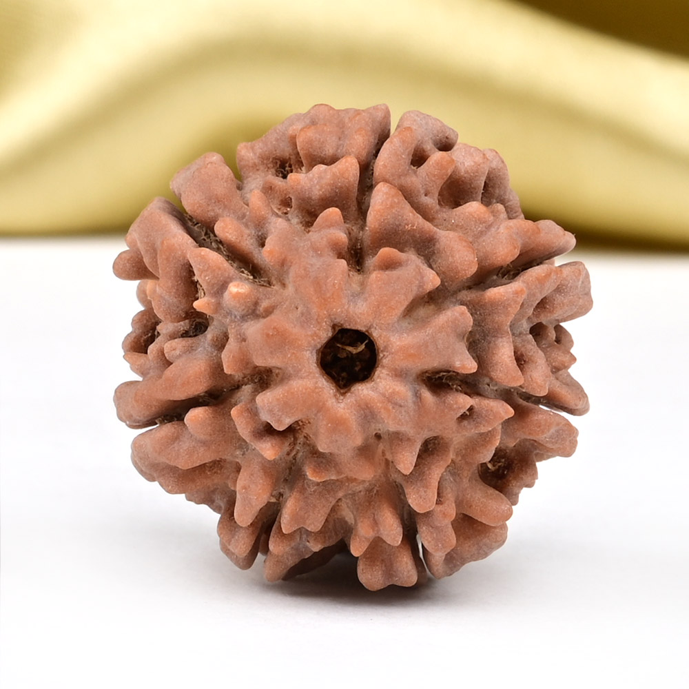 Collector 7 Mukhi from Nepal - DCLXXXVI