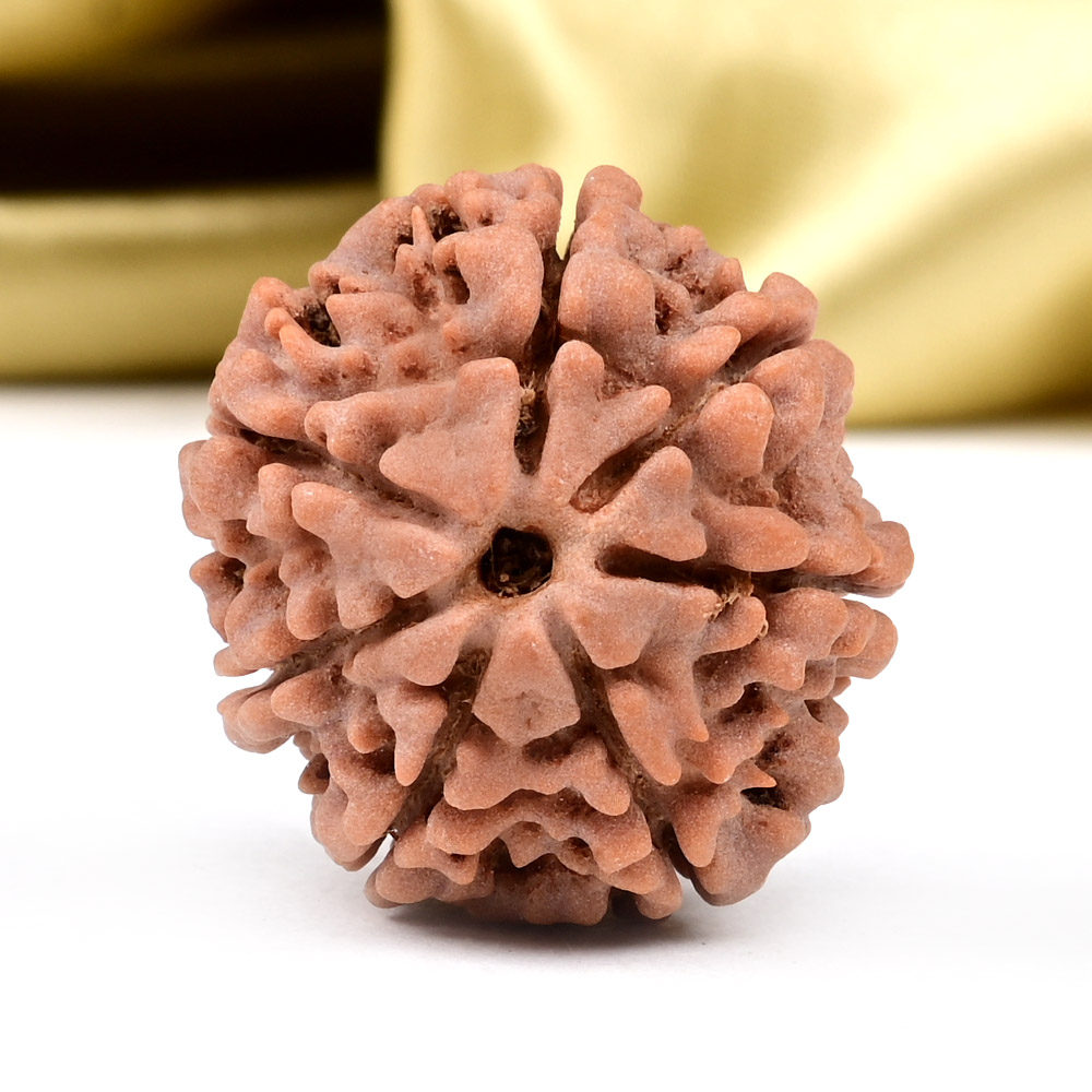 Collector 7 Mukhi from Nepal - DCLXXXVII