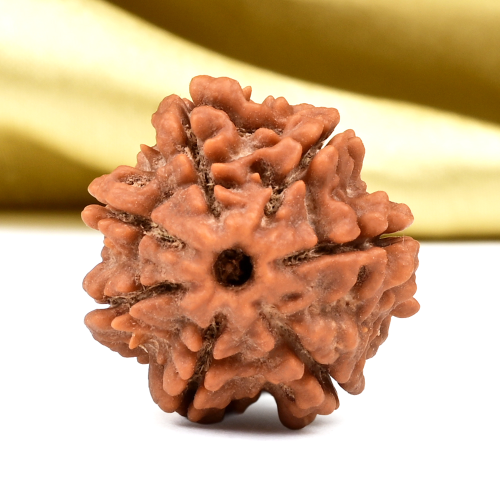 Collector 7 Mukhi from Nepal - DCLXXXVIII