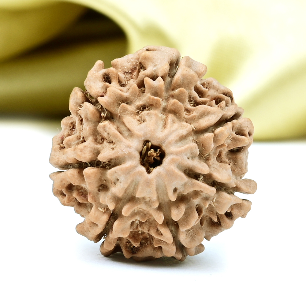 Collector 7 Mukhi from Nepal - DCLXXXIX