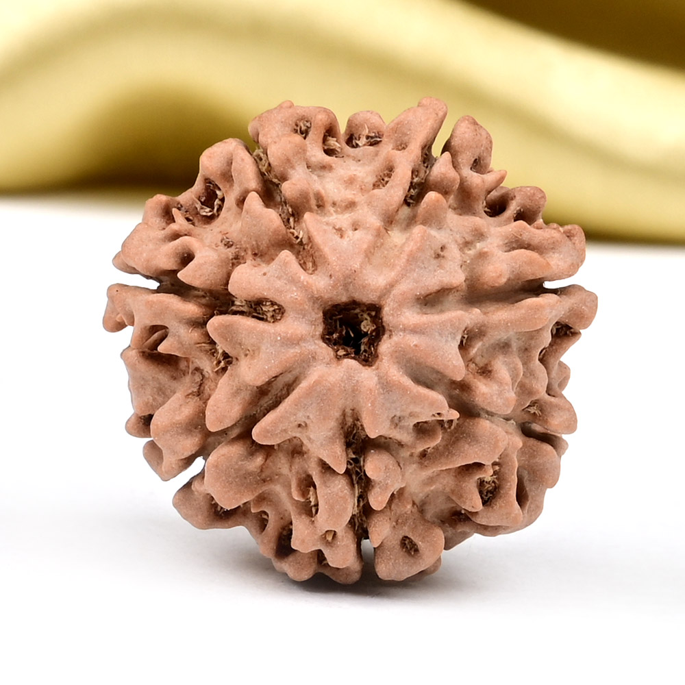 Collector 7 Mukhi from Nepal - DCXC