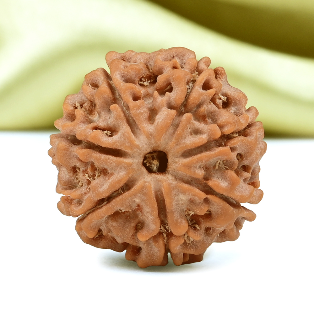 Collector 7 Mukhi from Nepal - DCXCI