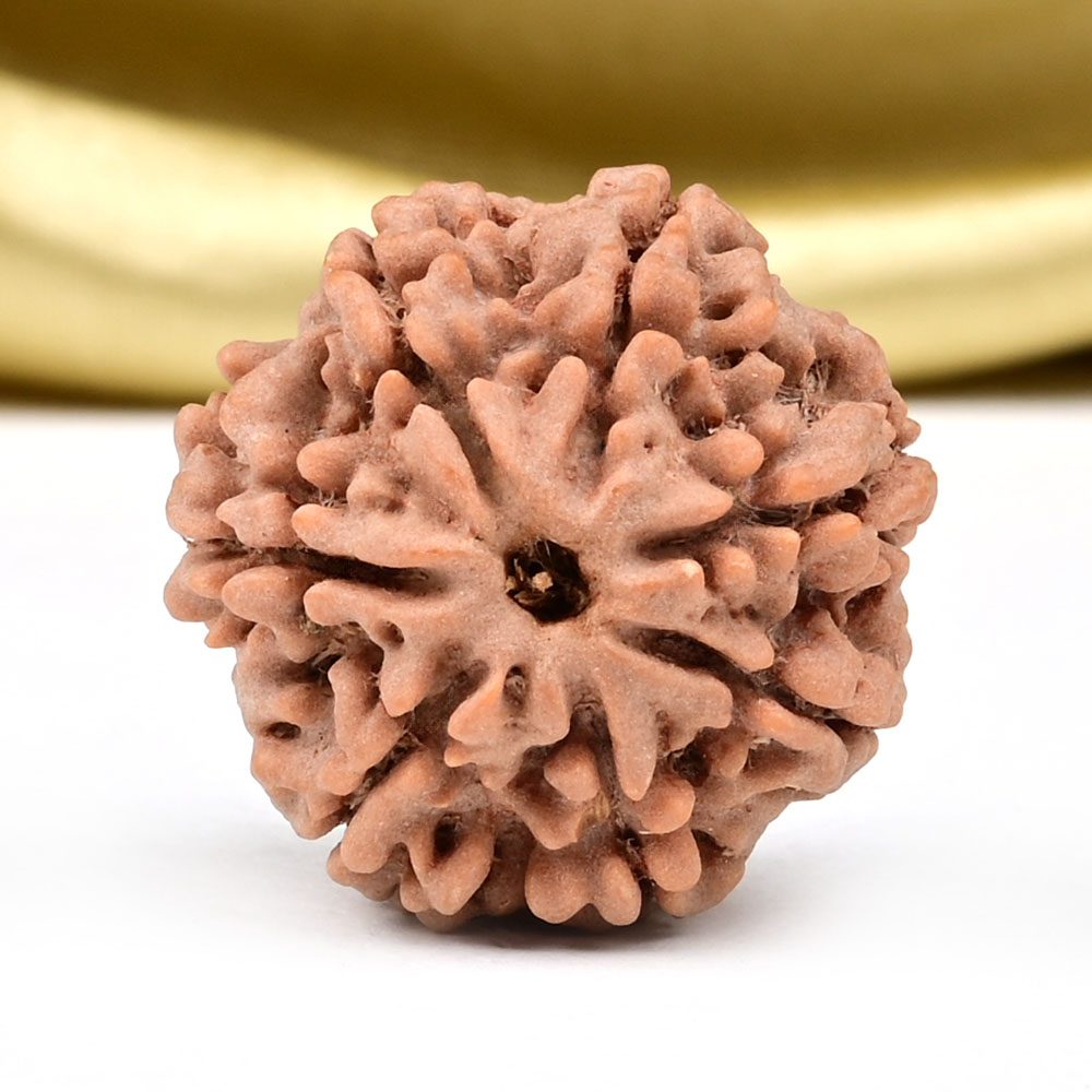 Collector 7 Mukhi from Nepal - DCXCII