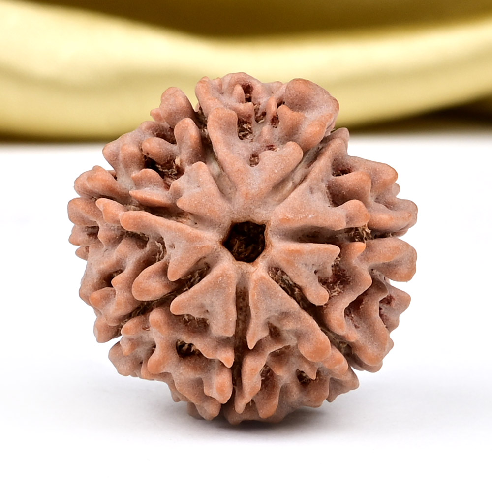 Collector 7 Mukhi from Nepal - DCXCIII