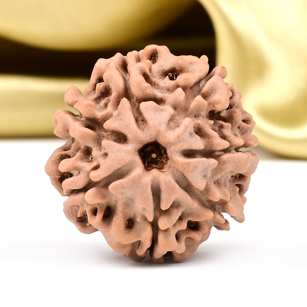 Collector 7 Mukhi from Nepal - DCXCIV