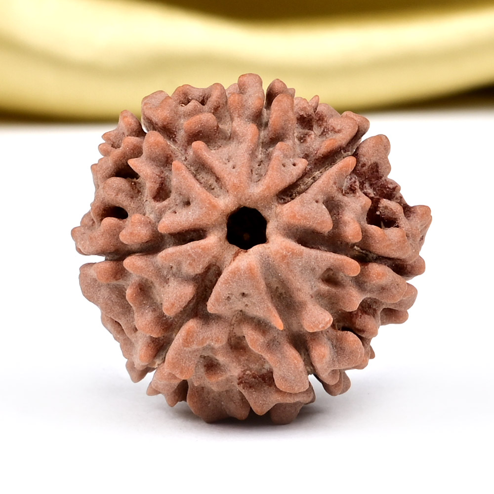 Collector 7 Mukhi from Nepal - DCXCV