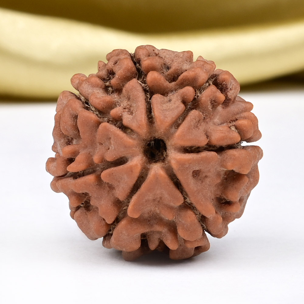 Collector 7 Mukhi from Nepal - DCXCVI