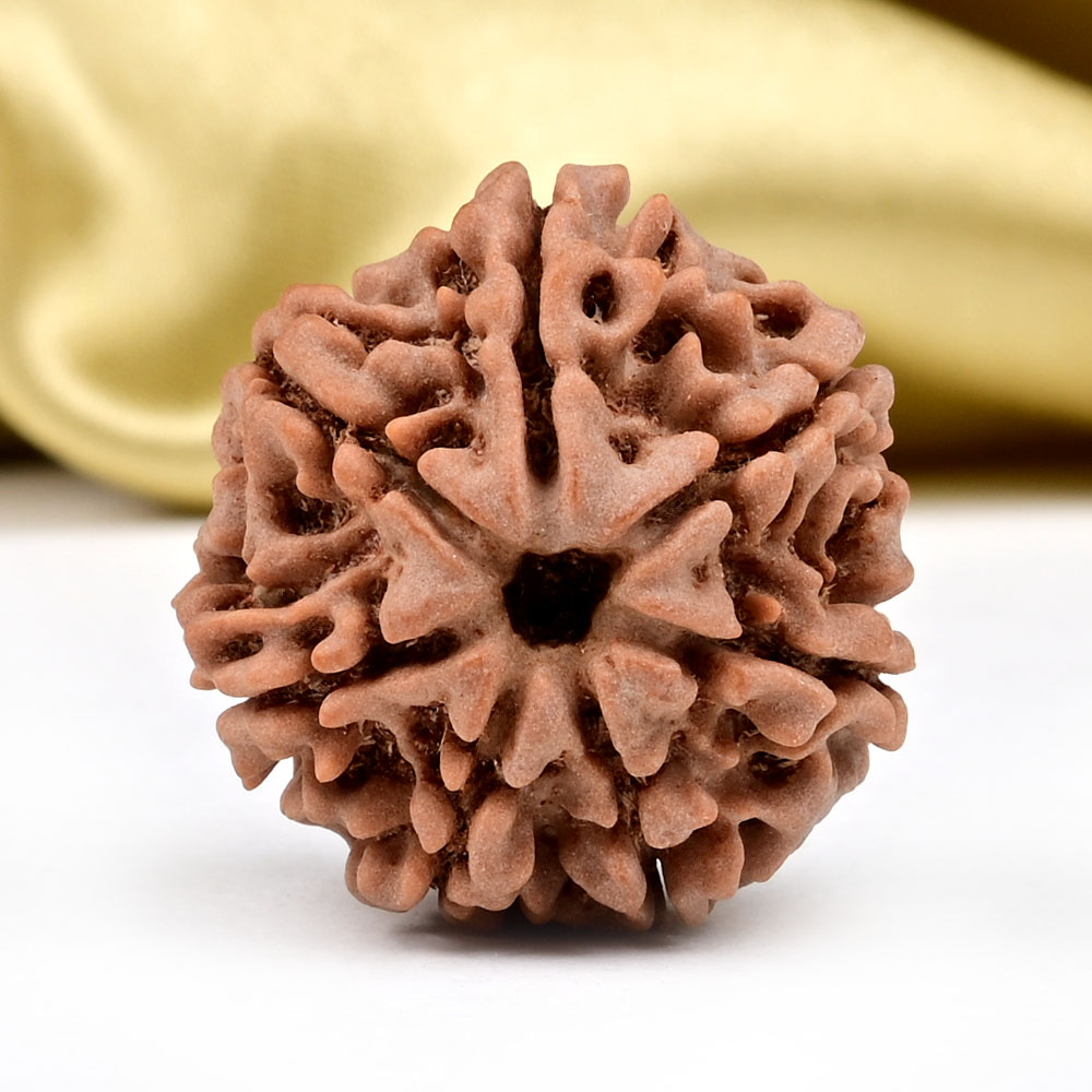 Collector 7 Mukhi from Nepal - DCXCVII