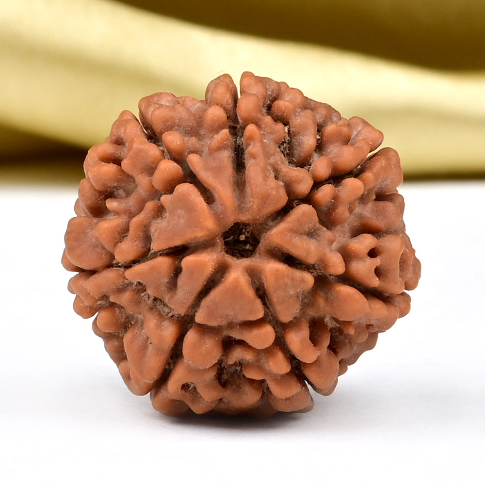 Collector 7 Mukhi from Nepal - DCXCVIII