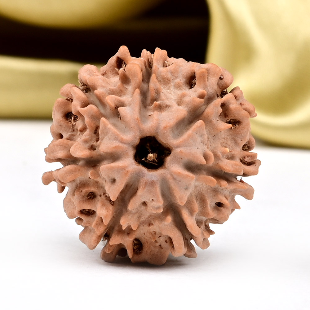 Collector 7 Mukhi from Nepal - DCXCIX