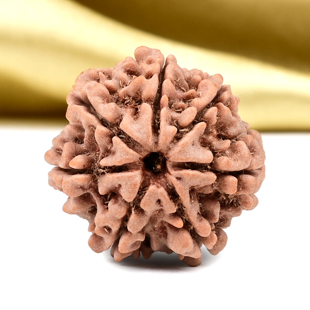 Collector 7 Mukhi from Nepal - DCC