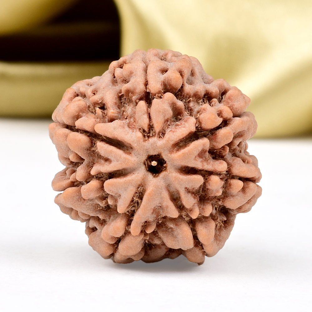 Collector 7 Mukhi from Nepal - DCCI