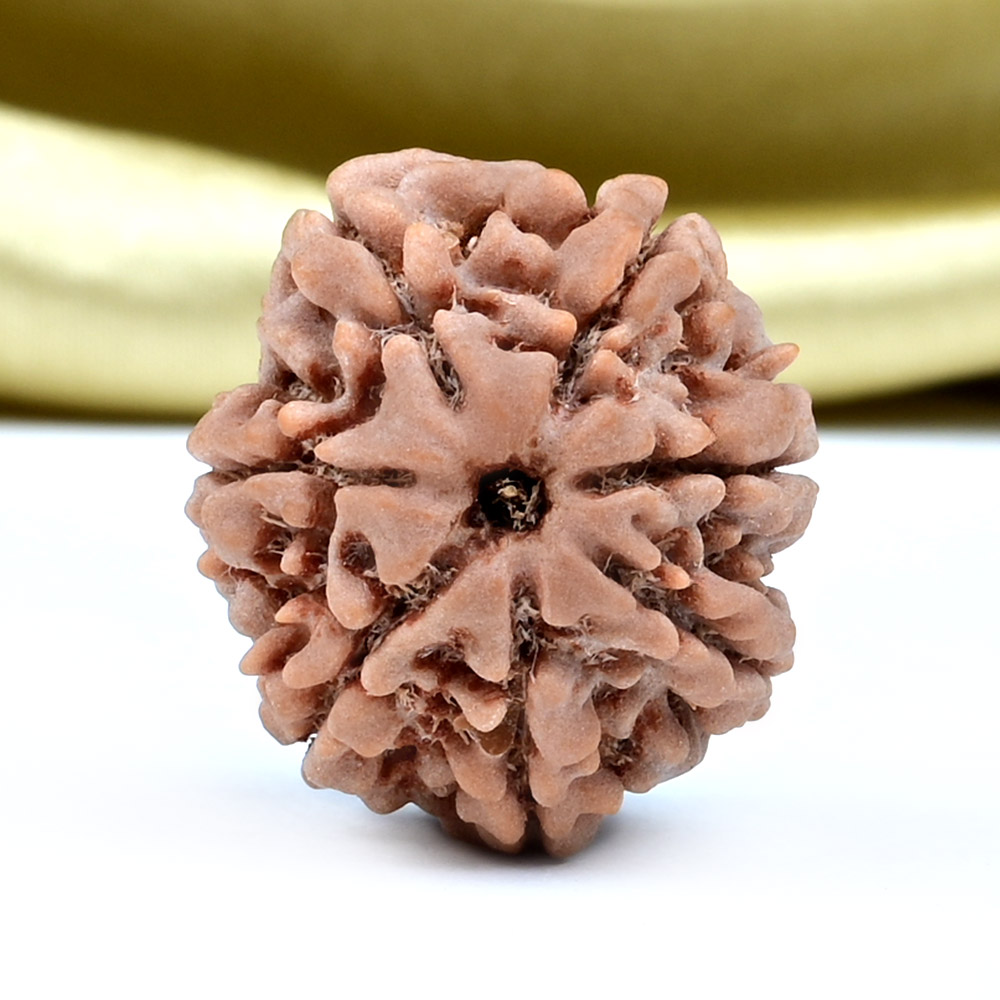 Collector 7 Mukhi from Nepal - DCCII