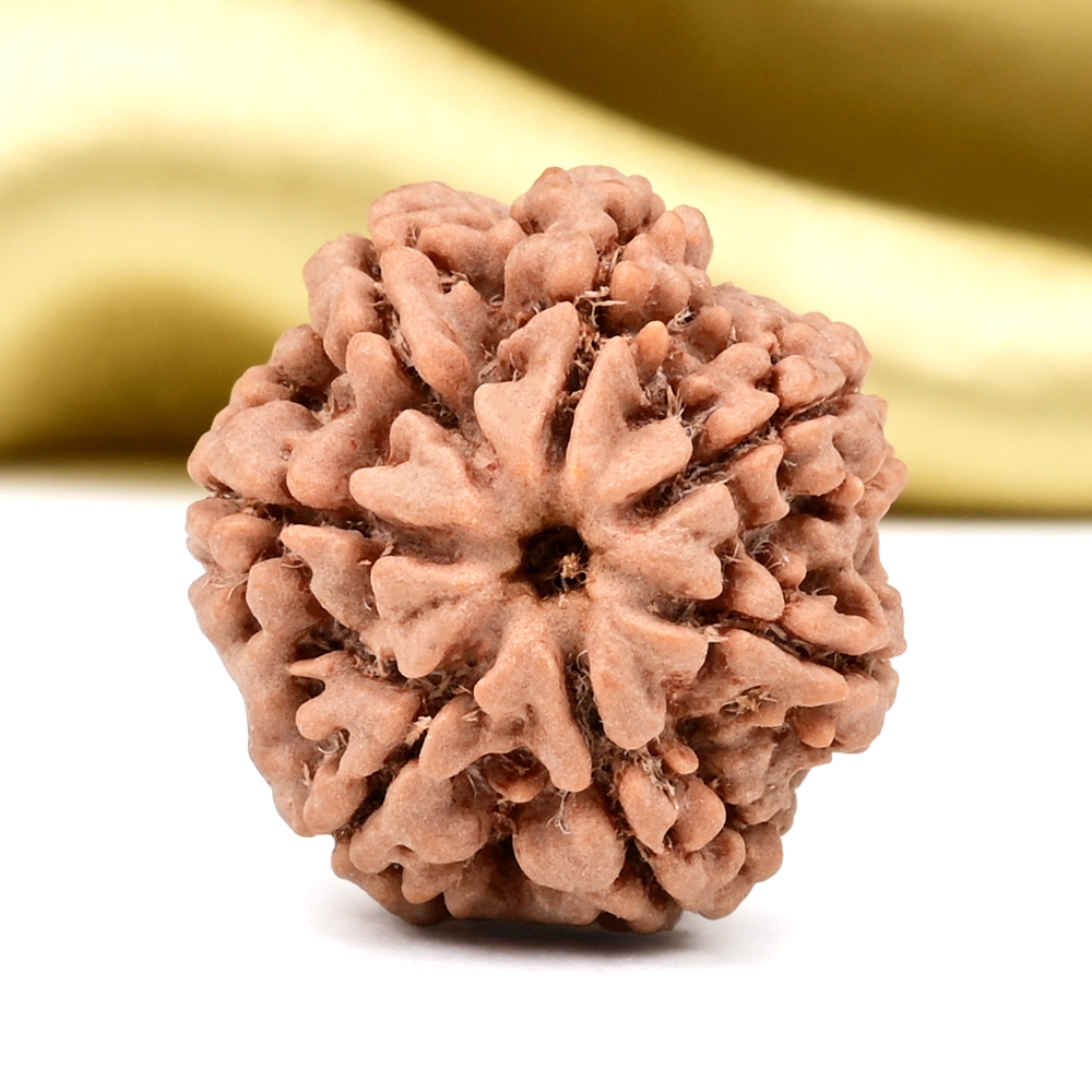 Collector 7 Mukhi from Nepal - DCCIII