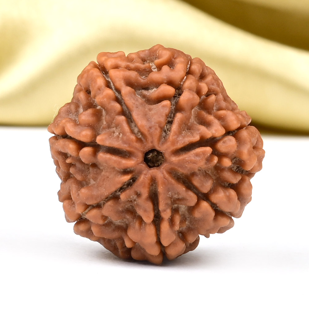 Collector 7 Mukhi from Nepal - DCCIV