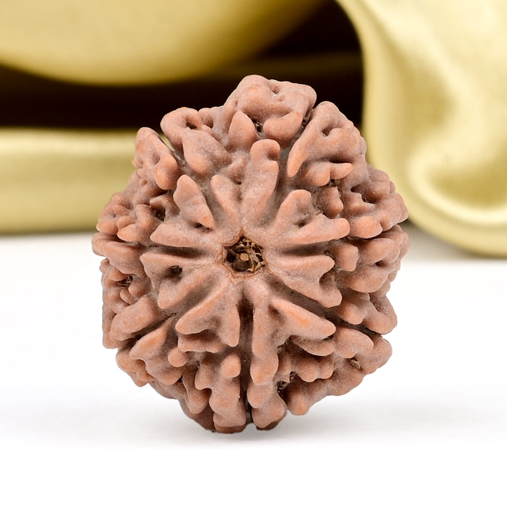 Collector 7 Mukhi from Nepal - DCCV