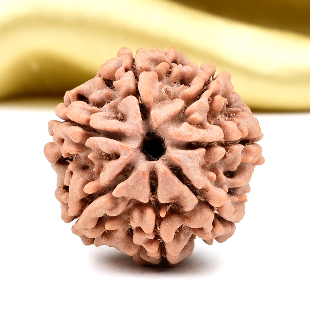 Collector 7 Mukhi from Nepal - DCCVI