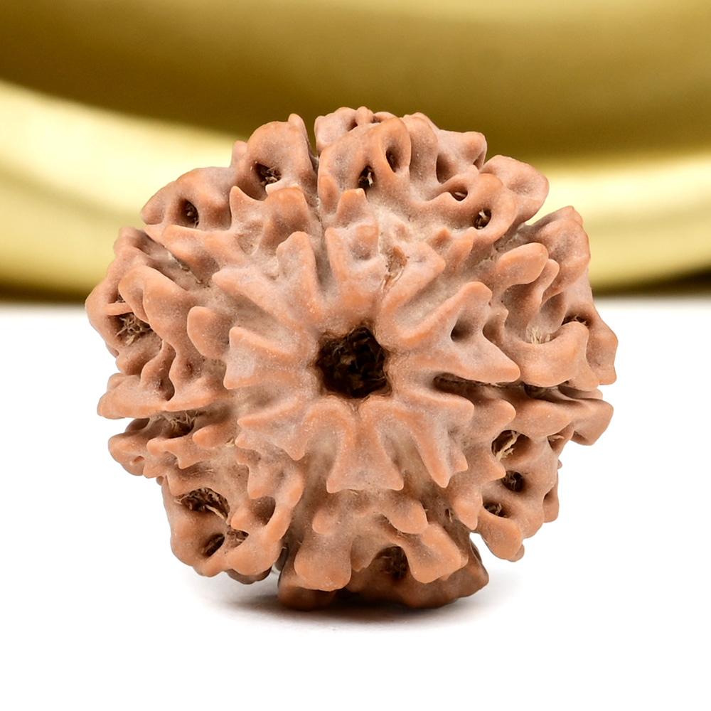 Collector 7 Mukhi from Nepal - DCCVII