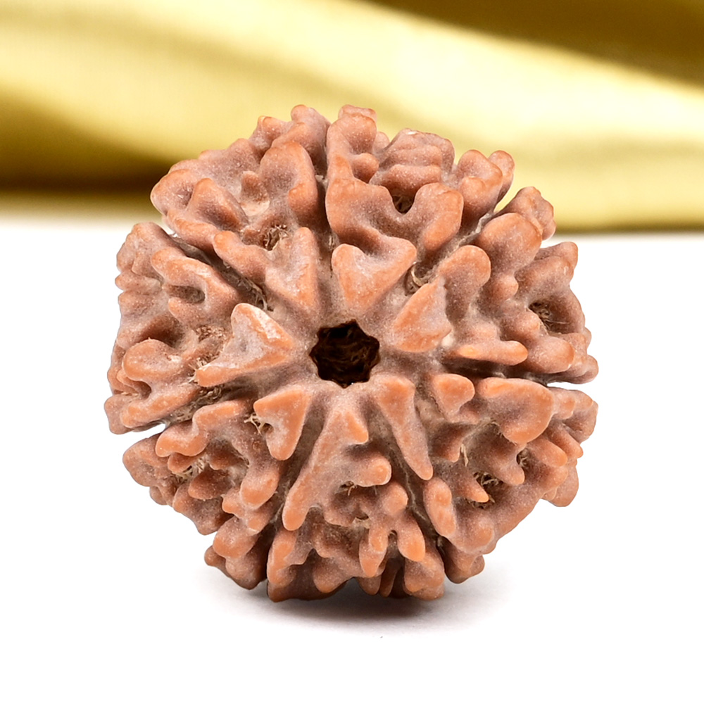 Collector 7 Mukhi from Nepal - DCCVIII