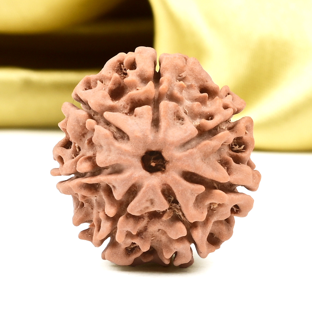 Collector 7 Mukhi from Nepal - DCCIX