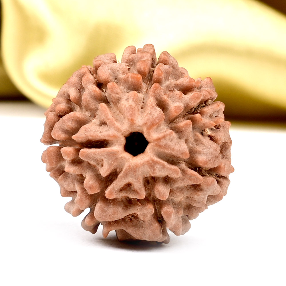 Collector 7 Mukhi from Nepal - DCCX