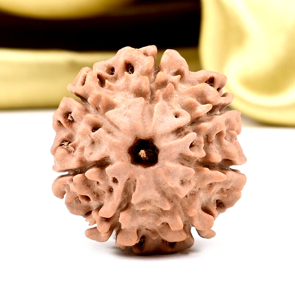 Collector 7 Mukhi from Nepal - DCCXI