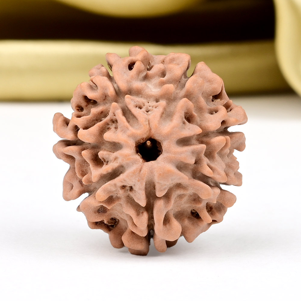 Collector 7 Mukhi from Nepal - DCCXII