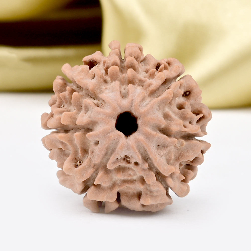 Collector 7 Mukhi from Nepal - DCCXIII