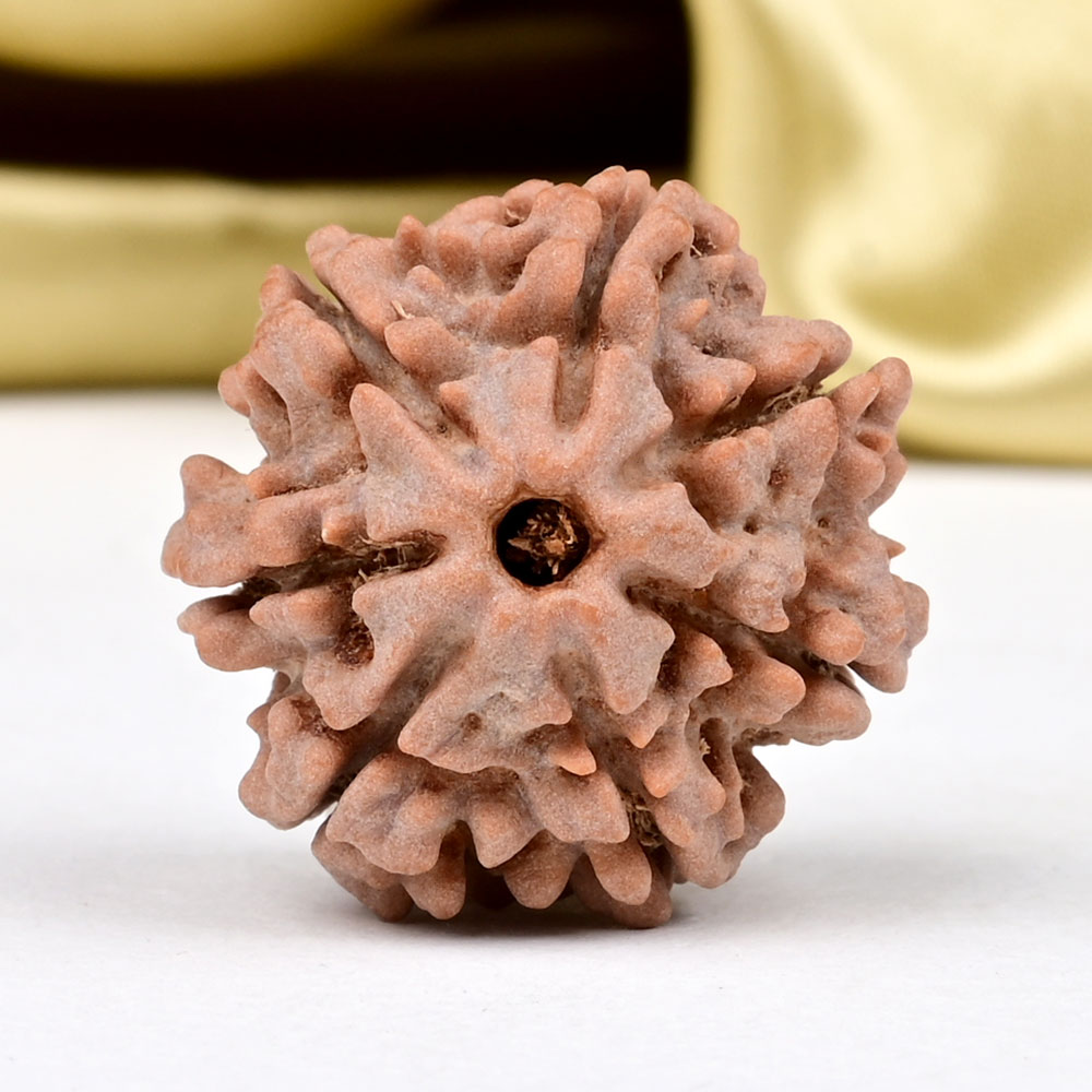 Collector 7 Mukhi from Nepal - DCCXIV