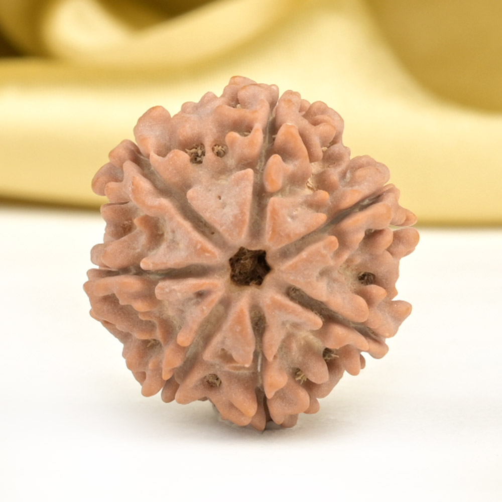 Collector 7 Mukhi from Nepal - DCCXVIII