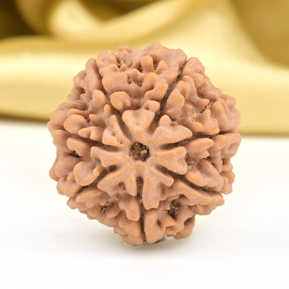 Collector 7 Mukhi from Nepal - DCCXIX