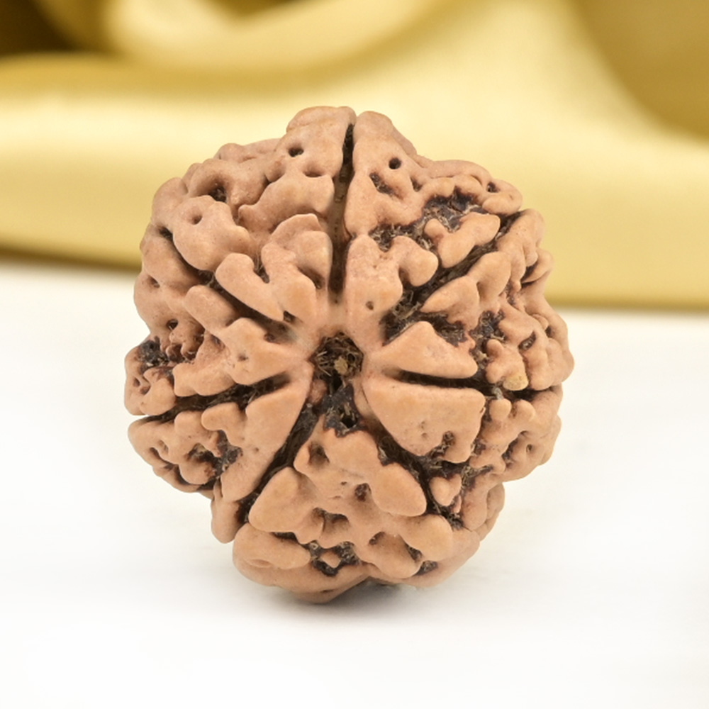 Collector 7 Mukhi from Nepal - DCCXX