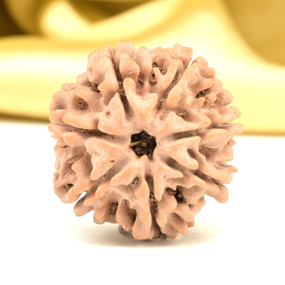 Collector 7 Mukhi from Nepal - DCCXXI