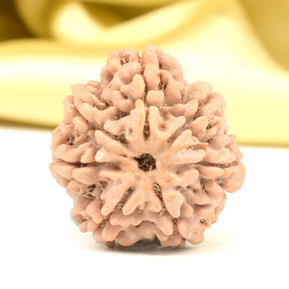 Collector 7 Mukhi from Nepal - DCCXXII