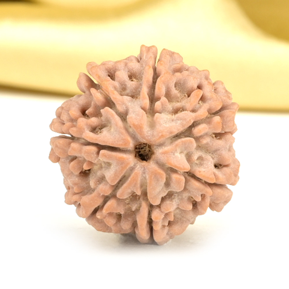 Collector 7 Mukhi from Nepal - DCCXXIV