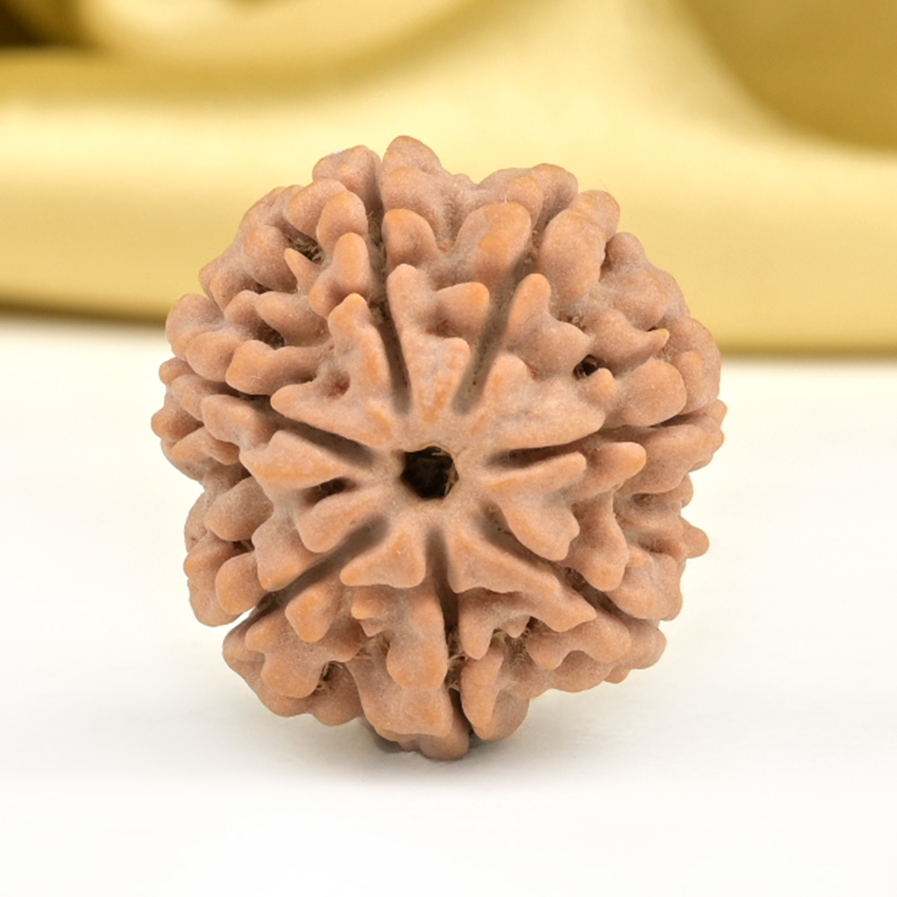 Collector 7 Mukhi from Nepal - DCCXXVIII