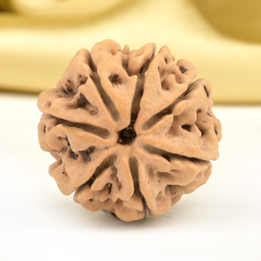 Collector 7 Mukhi from Nepal - DCCXXIX