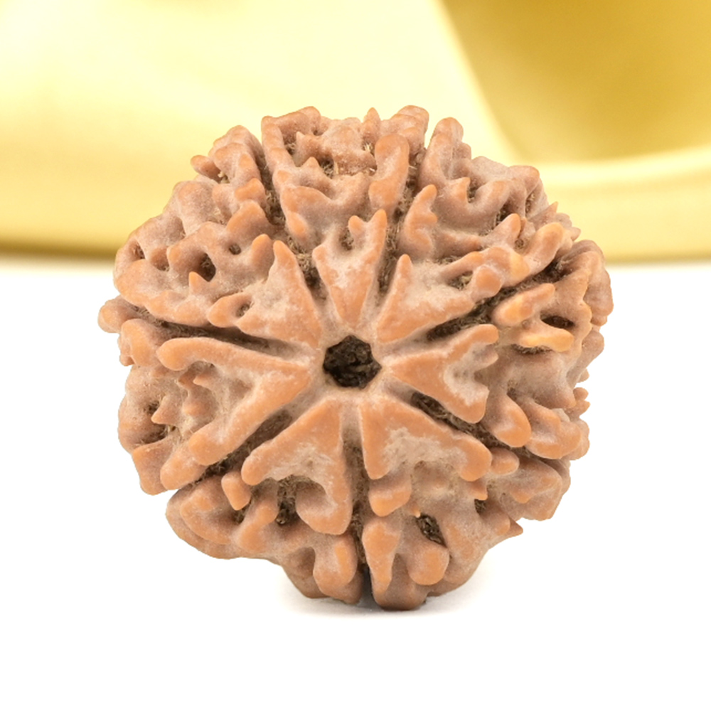 Super Collector 7 Mukhi from Nepal - DCXLII