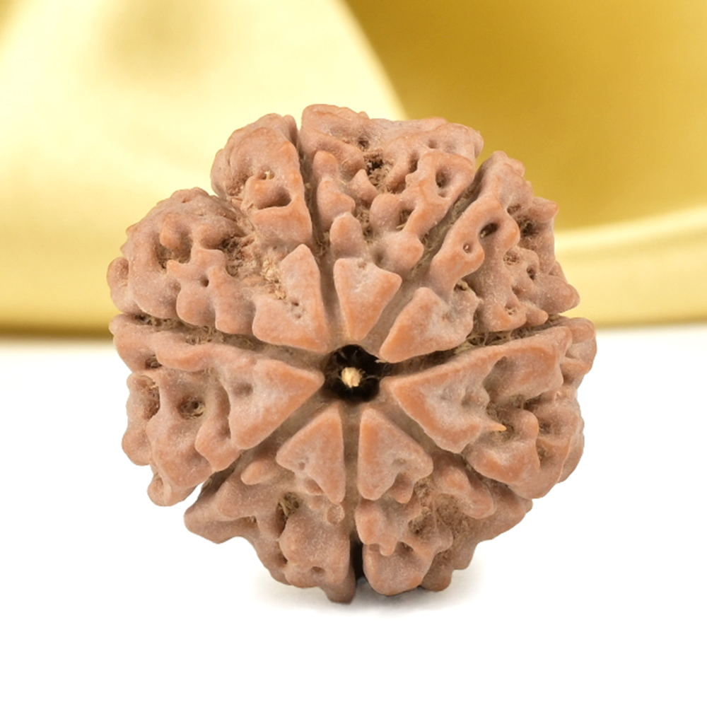 Super Collector 7 Mukhi from Nepal - DCXLIII