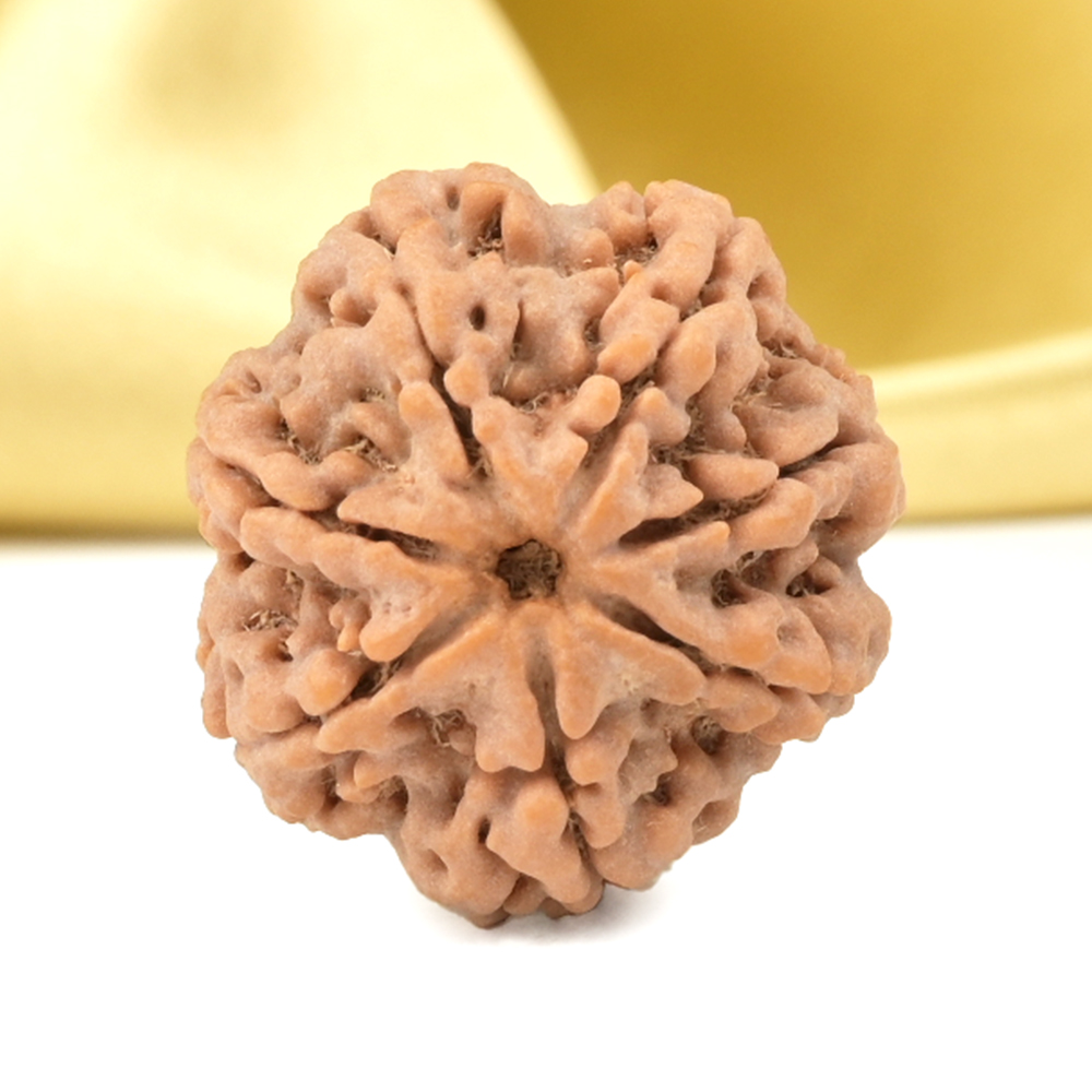 Super Collector 7 Mukhi from Nepal - DCXLIV