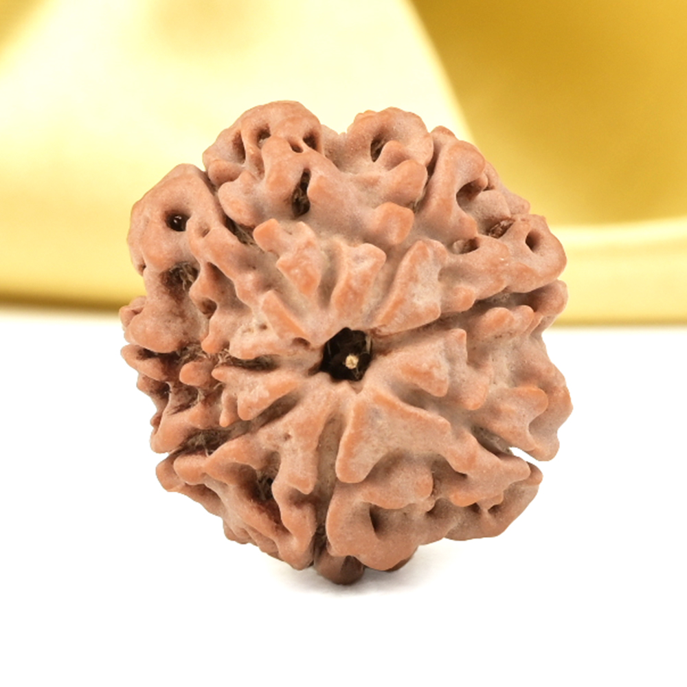 Super Collector 7 Mukhi from Nepal - DCXLV